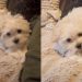 ‘Talking’ Puppy Invites Owner To Play Hide & Seek