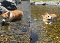 Corgi Happily Floating Through Stream Is Too Cute To Miss