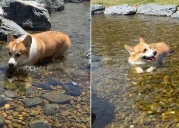 Corgi Happily Floating Through Stream Is Too Cute To Miss