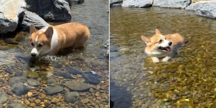 Corgi Happily Floating Through Stream Is Too Cute To Miss