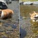 Corgi Happily Floating Through Stream Is Too Cute To Miss