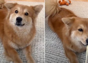 Adopted Dog Can’t Stop Wagging Tail as She Makes New Request to Mom