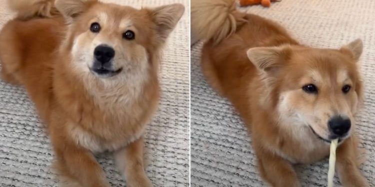 Adopted Dog Can’t Stop Wagging Tail as She Makes New Request to Mom