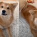 Adopted Dog Can’t Stop Wagging Tail as She Makes New Request to Mom