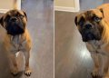 Dog Realizes It’s Walk Time & Can’t Hide Happiness Anymore