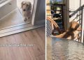 Dog Brings Mom Outside to Balcony To Sit With Him