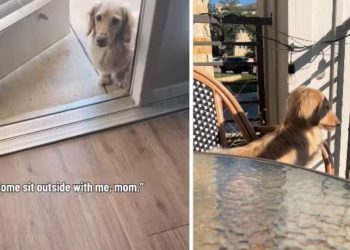 Dog Brings Mom Outside to Balcony To Sit With Him