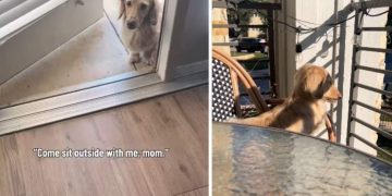 Dog Brings Mom Outside to Balcony To Sit With Him