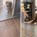 Dog Brings Mom Outside to Balcony To Sit With Him
