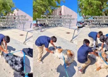 Dog Loves Walks, but Real Joy Comes From Meeting Little Kids for Belly Rub