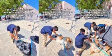 Dog Loves Walks, but Real Joy Comes From Meeting Little Kids for Belly Rub
