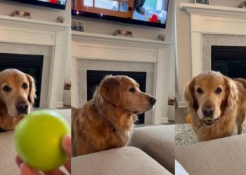Golden Retriever turns fetch into a super laid-back activity