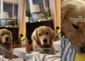 ‘Expressive’ Golden Retriever Turns to Mom for Sweet Snuggles