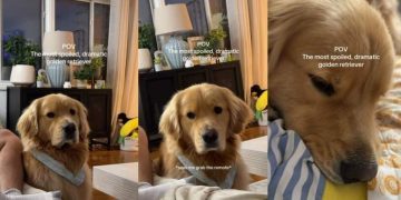 ‘Expressive’ Golden Retriever Turns to Mom for Sweet Snuggles