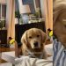 ‘Expressive’ Golden Retriever Turns to Mom for Sweet Snuggles
