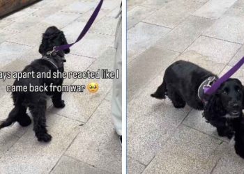 Dog Shows Just How Much She Missed Owner After 4 Days Apart