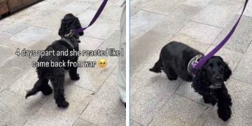 Dog Shows Just How Much She Missed Owner After 4 Days Apart