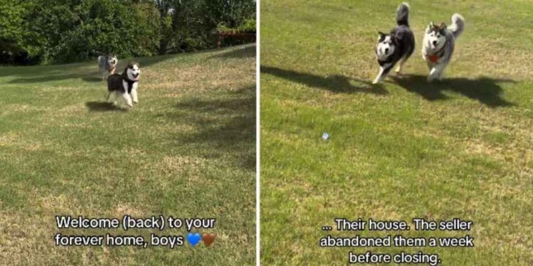 ‘Abandoned’ Rescue Dogs Get Second Chance in the Same House Where They Once Lived
