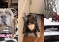 Rescue Dog’s Sitting Pose Makes up Most of Her ‘Unique Personality’