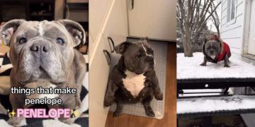 Rescue Dog’s Sitting Pose Makes up Most of Her ‘Unique Personality’