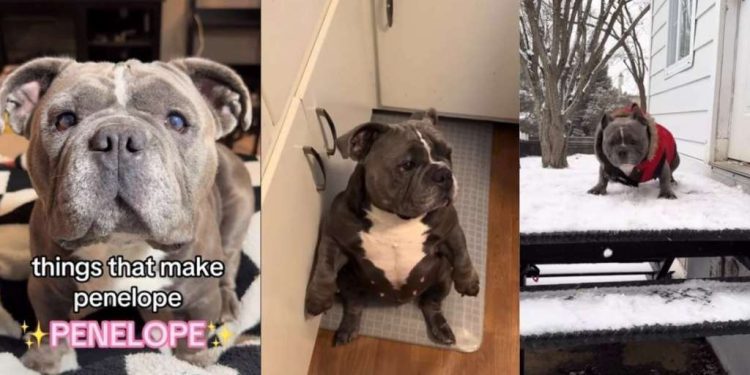 Rescue Dog’s Sitting Pose Makes up Most of Her ‘Unique Personality’