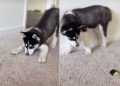 Husky Puppy Fighting a Piece of Cucumber Wins Hearts