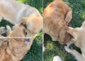 Golden Retriever Has Known Little Puppy Since Day 1, but Their Reunion Is Magical