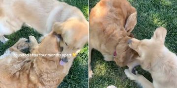 Golden Retriever Has Known Little Puppy Since Day 1, but Their Reunion Is Magical
