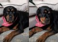 Dog Has the Most Unexpected Reaction to Billie Eilish Liking Her Video
