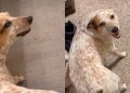 Dog Likes To Communicate With Owner by Wiggling