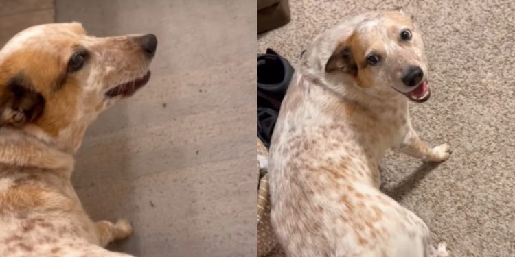 Dog Likes To Communicate With Owner by Wiggling
