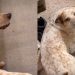 Dog Likes To Communicate With Owner by Wiggling