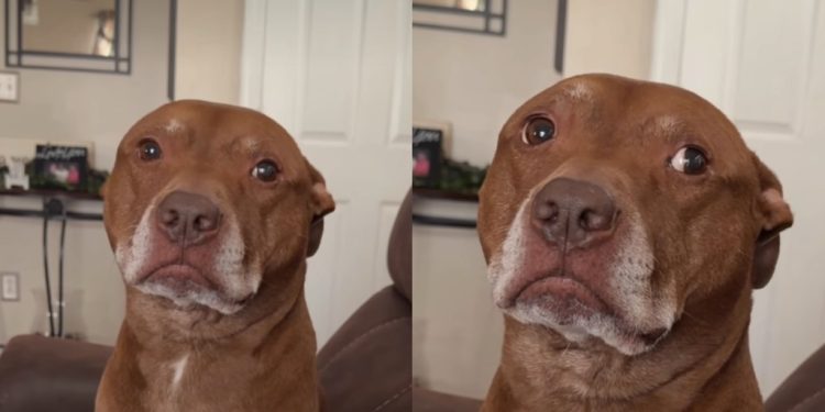 Rescue Dog Pulls the Same Move Every Time Mom Makes the Wrong Decision