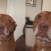 Rescue Dog Pulls the Same Move Every Time Mom Makes the Wrong Decision