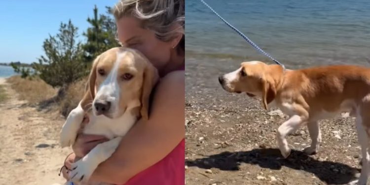 Rescue Puppy Sees the World Beyond His Lab Cage & Slowly Learns To Trust