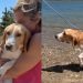Rescue Puppy Sees the World Beyond His Lab Cage & Slowly Learns To Trust
