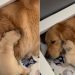 Mama Golden Retriever’s Tiny Baby Moves Closer To Snuggle Because That’s All She Needs