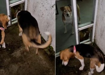 Senior Rescue Dog Helps Foster Puppy Overcome Fear & Mark Major Milestone