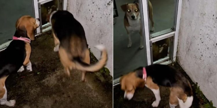 Senior Rescue Dog Helps Foster Puppy Overcome Fear & Mark Major Milestone