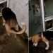 Senior Rescue Dog Helps Foster Puppy Overcome Fear & Mark Major Milestone