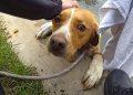Lost Dog Trapped in Deep Pond Successfully Rescued by Police