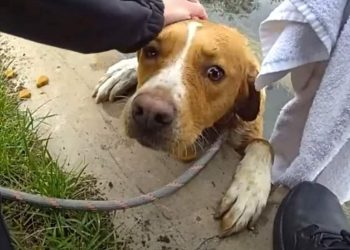Lost Dog Trapped in Deep Pond Successfully Rescued by Police
