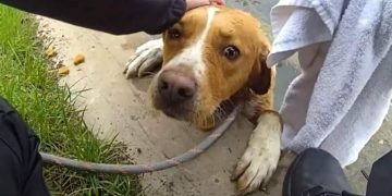 Lost Dog Trapped in Deep Pond Successfully Rescued by Police