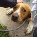 Lost Dog Trapped in Deep Pond Successfully Rescued by Police