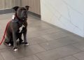 Shelter Dog Offers Comfort to Hospital Patients, Then Sneaks in a Belly Rub or 2