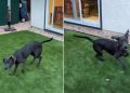Rescue Dog up for Adoption Promises To Be ‘Soulmate Material’