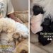 Mama Dog Finds Comfort in Human Mom All Throughout Childbirth