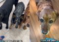Dog Adopted After Leaving Service School Still Loves To Help Mom on Own Terms