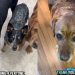 Dog Adopted After Leaving Service School Still Loves To Help Mom on Own Terms