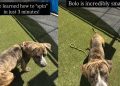Shelter Puppy Is Full of Love & Adventure Despite Being Abandoned